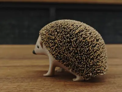 Fluffy Little Hedgehog