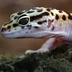 gecko