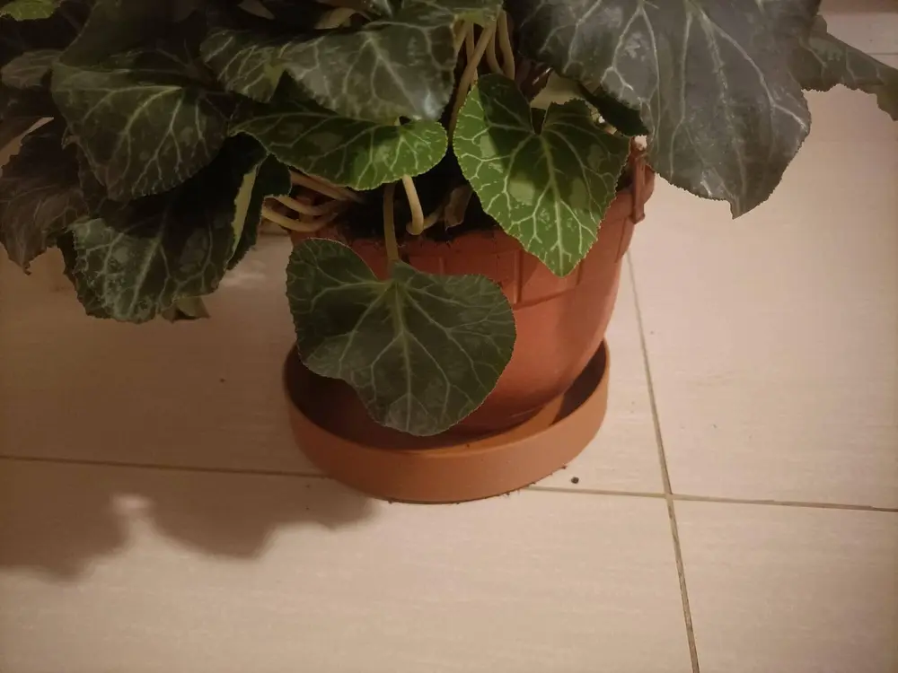 plant saucer