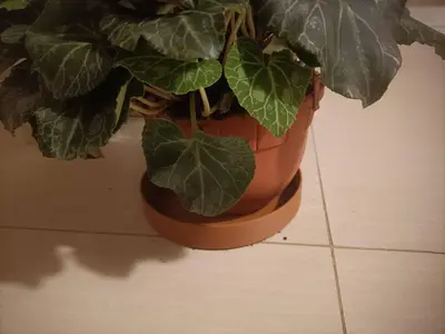 plant saucer