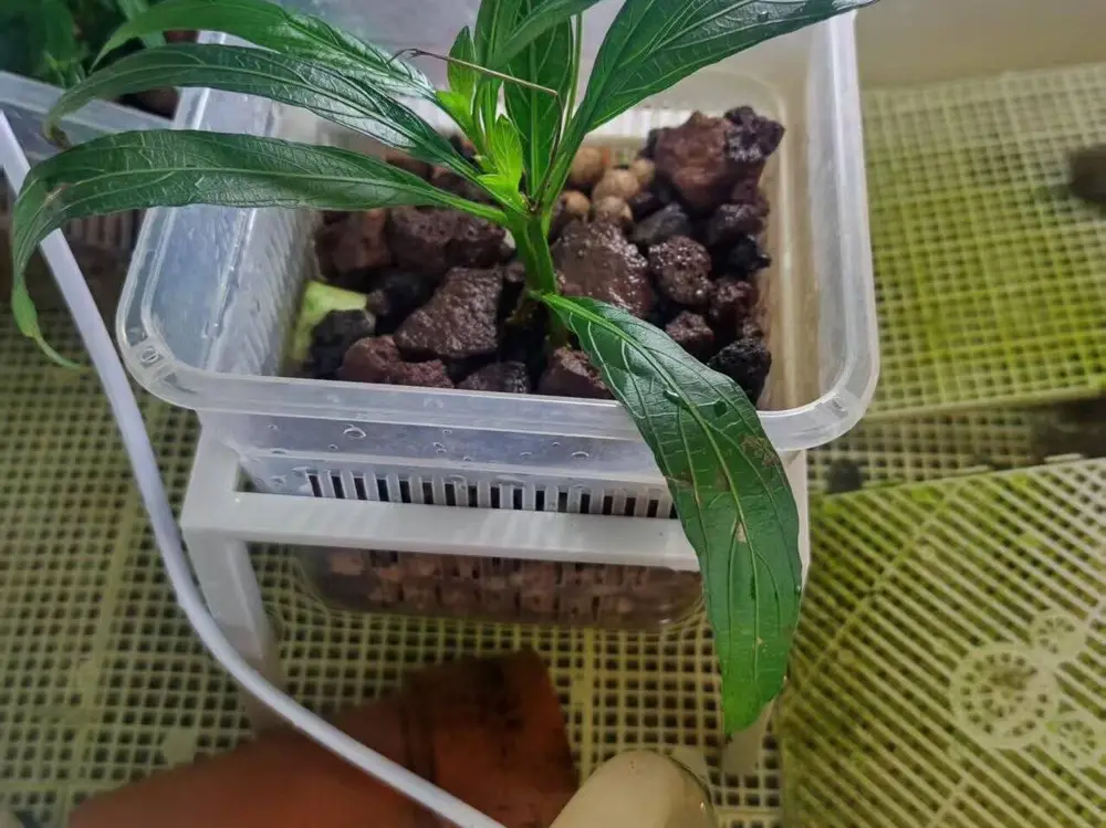 龟缸植物篮固定支架