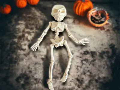 Articulated Skeleton - High Detail