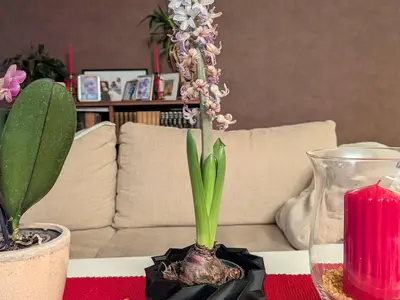 Christmas plant pot