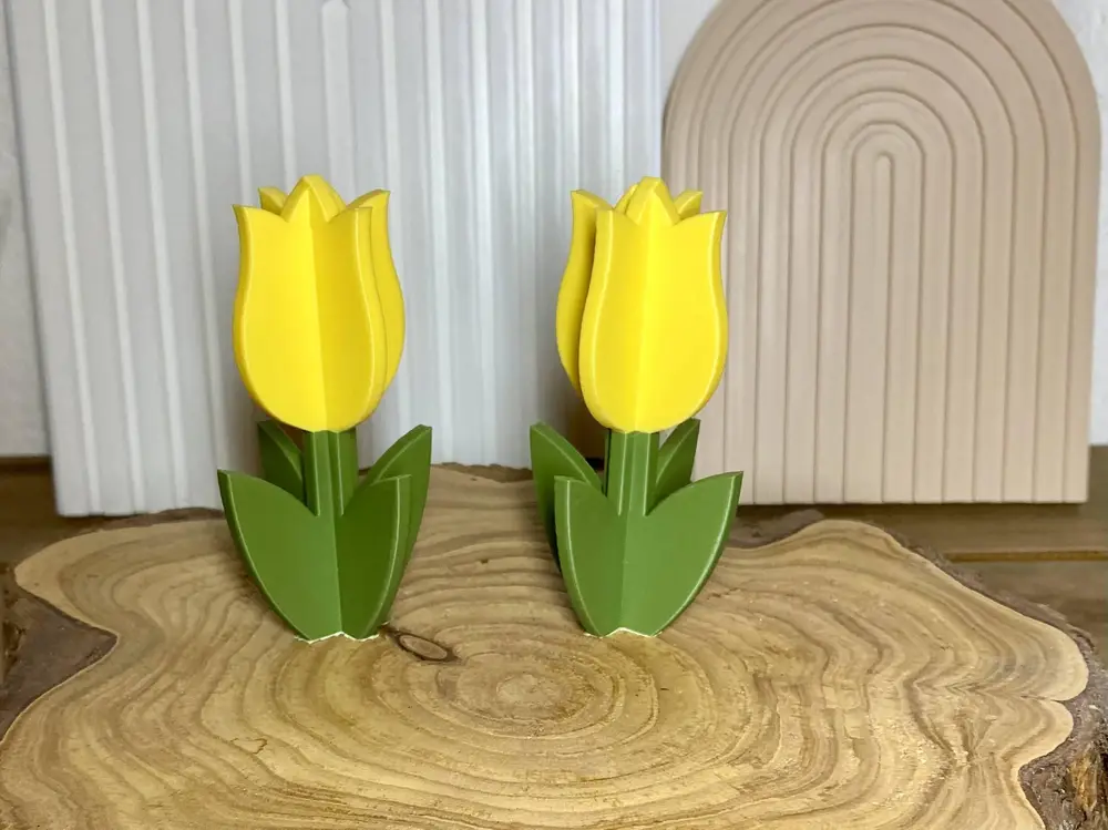 Tulpe Frühling