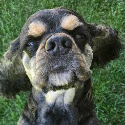Discosnouts