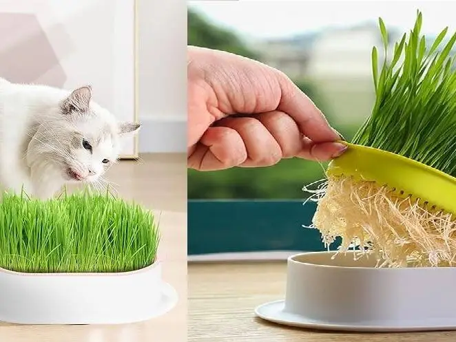Cat Grass Hydroponic Planter