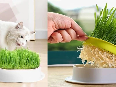Cat Grass Hydroponic Planter