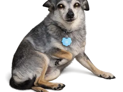 good boy Meeko