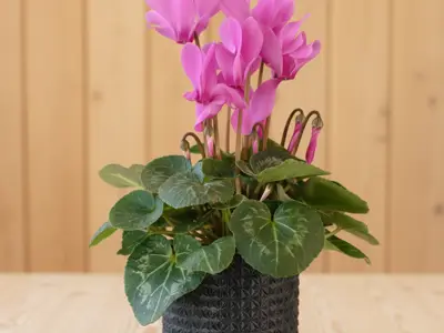 Planter