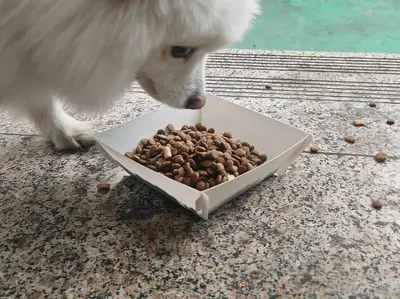 一次性狗盆