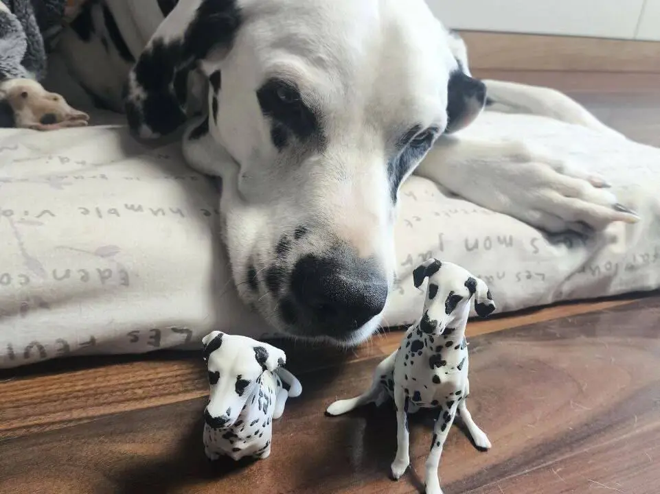 Dalmatian dog