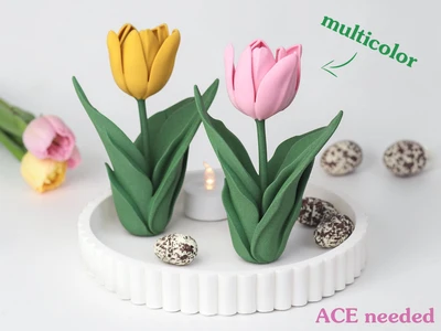Elegant Tulip - Multicolor (ACE)