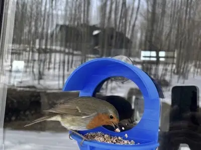 Window Bird Feeder