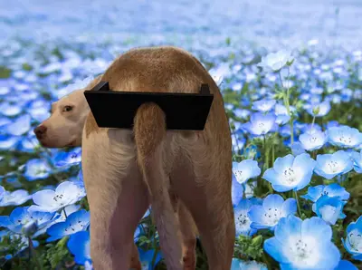 Glasses On Your Dogs' Butt