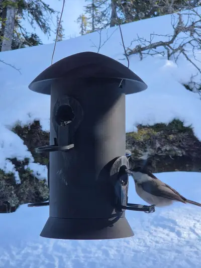 The Everlasting Bird Feeder