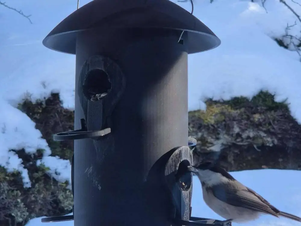 The Everlasting Bird Feeder
