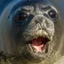 SEAL OF DESTRUCTION
