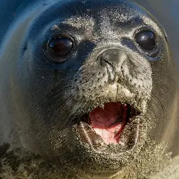 SEAL OF DESTRUCTION