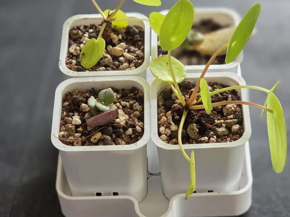 Seedling Pots | Anzuchttopf