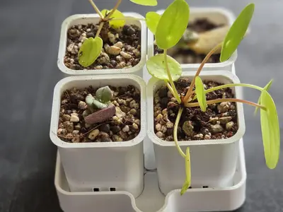 Seedling Pots | Anzuchttopf