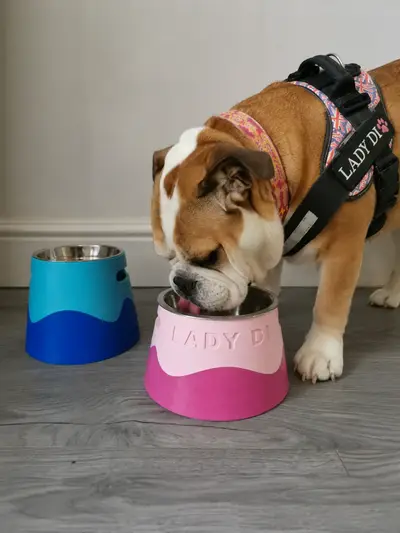 Parametric Pet Bowl Holder Corrijodo para anycubic slicer