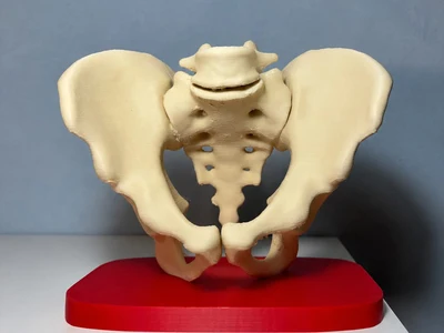 Anatomical Human Pelvis from CT SCAN