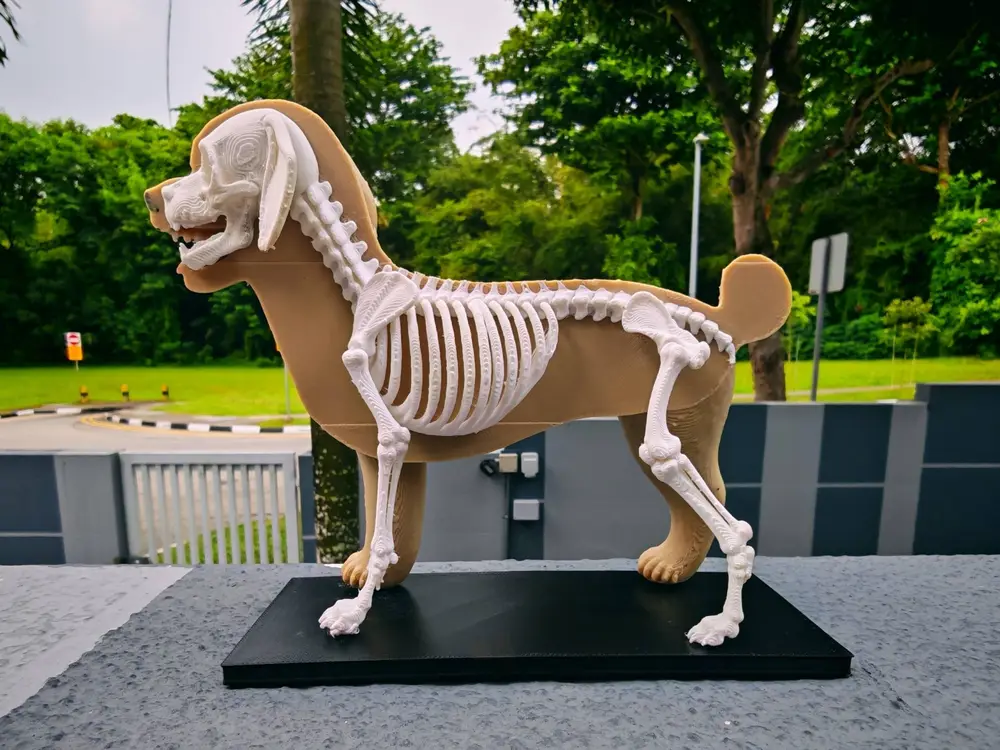 Dog half skeleton