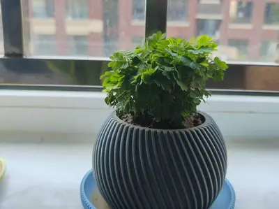 斜线花盆