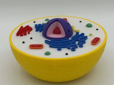 Educational Animal Cell Model