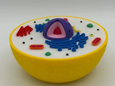 Educational Animal Cell Model