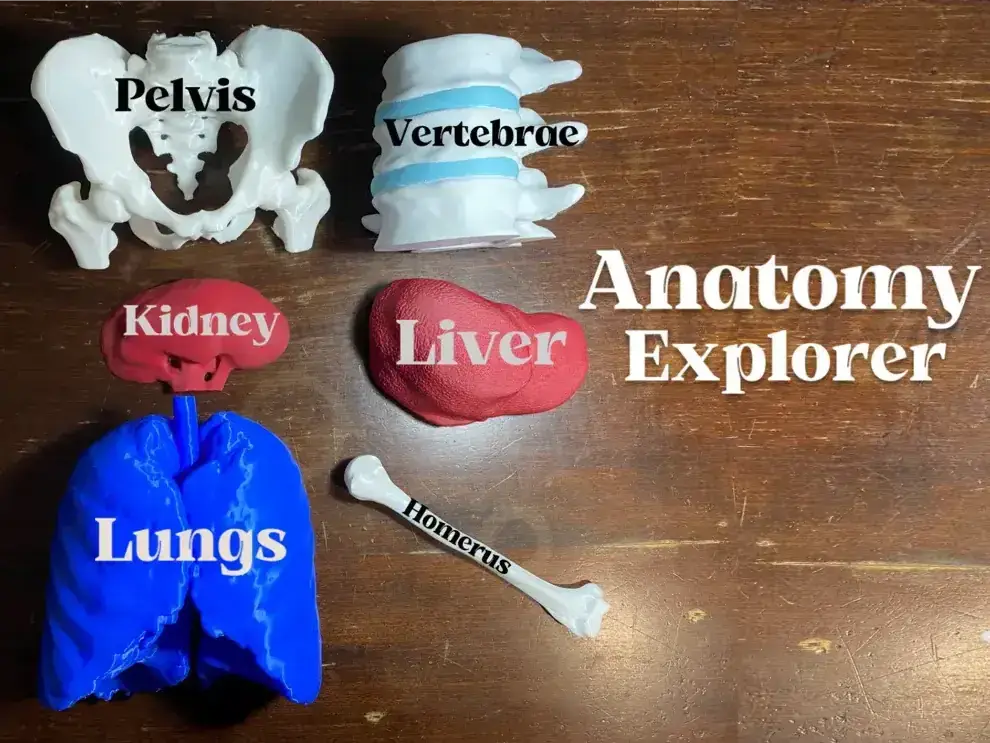 Anatomy Explorer: A Journey Through the Human Body