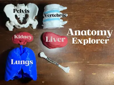 Anatomy Explorer: A Journey Through the Human Body