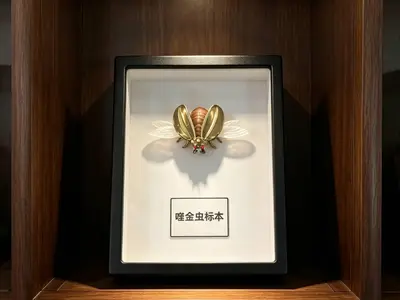 标本展示盒