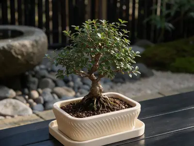 Modern bonsai pot with drainage holes and saucer