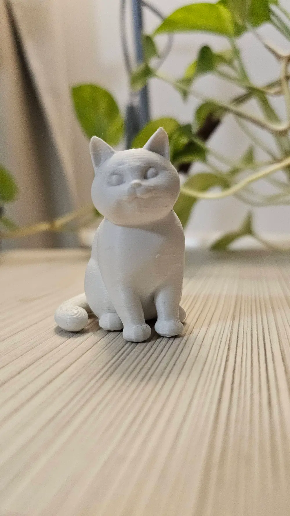 cute cat
