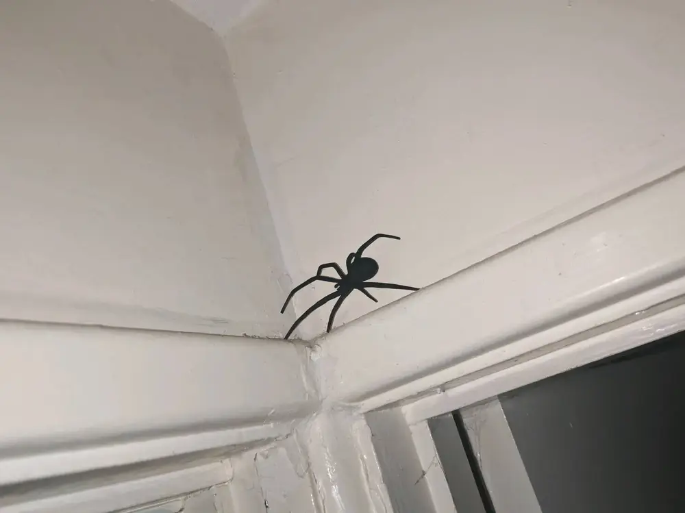 spider prank