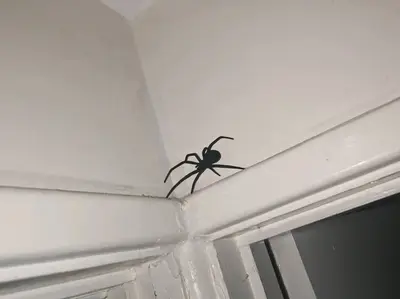 spider prank