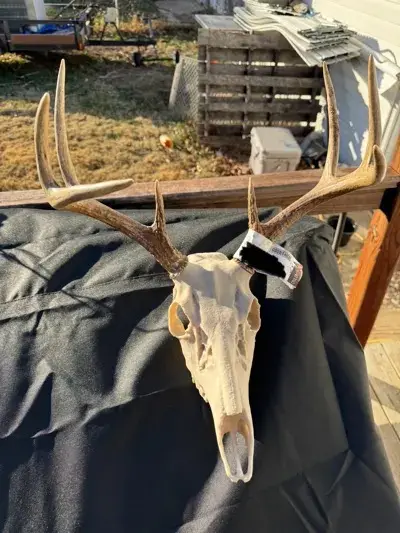 WhiteTail Skull Mount – Spooky Decor