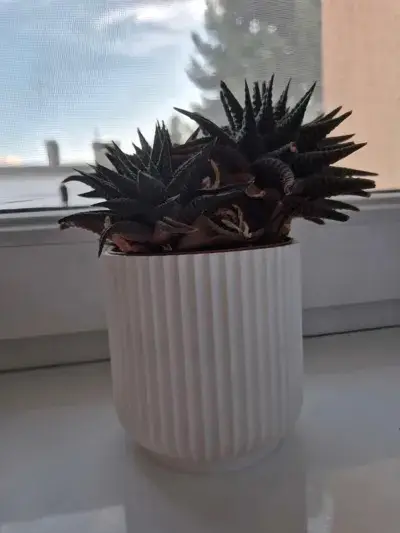 Flower Pot – Home Decor