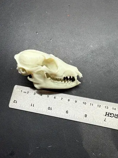 fox skull – Spooky Decor