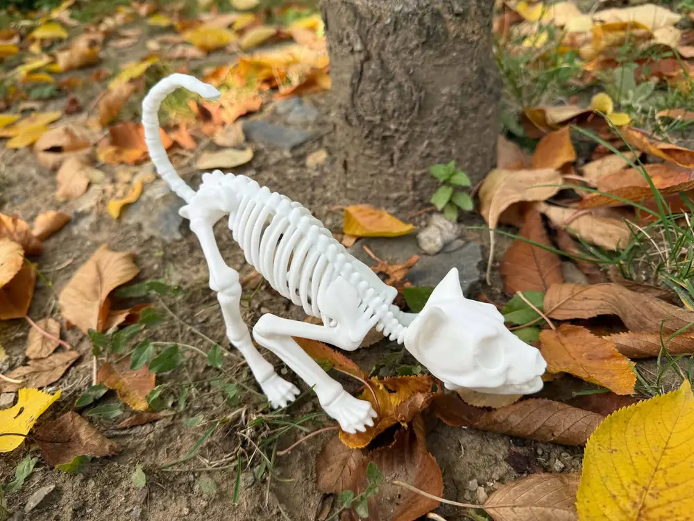 Halloween Skeleton Cat