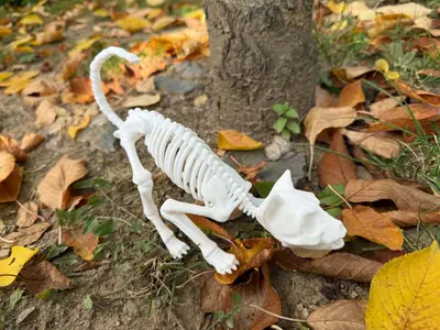 Halloween Skeleton Cat