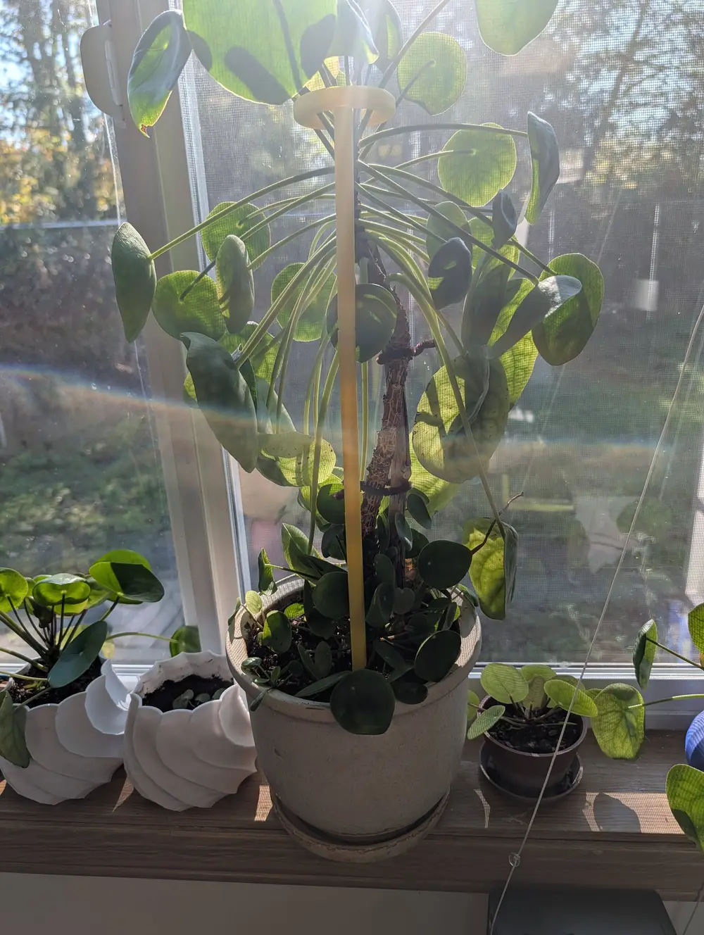 Adjustable Plant Support