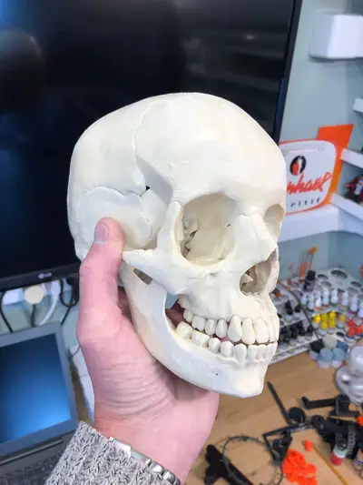 Human skull, anatomically correct