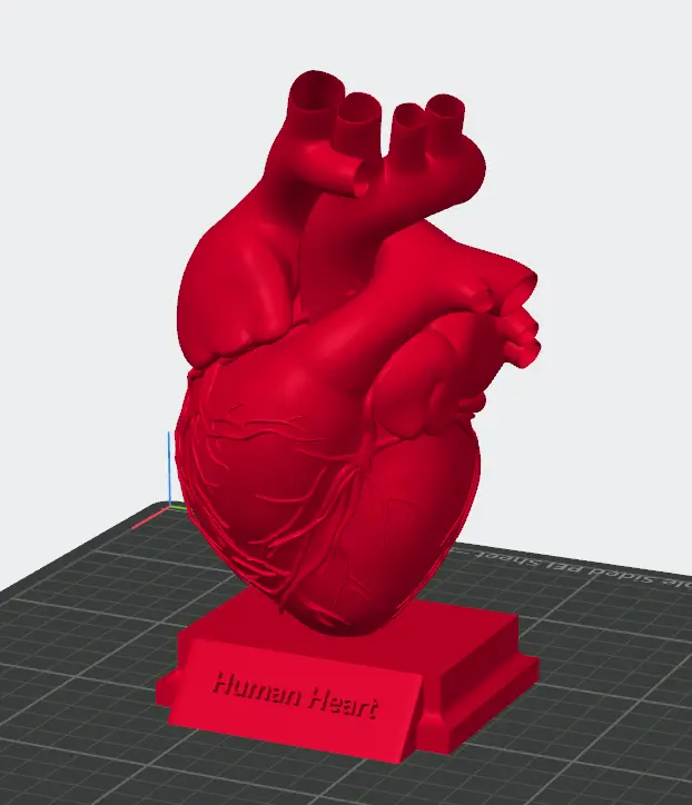 Anatomie Herz / Human Heart